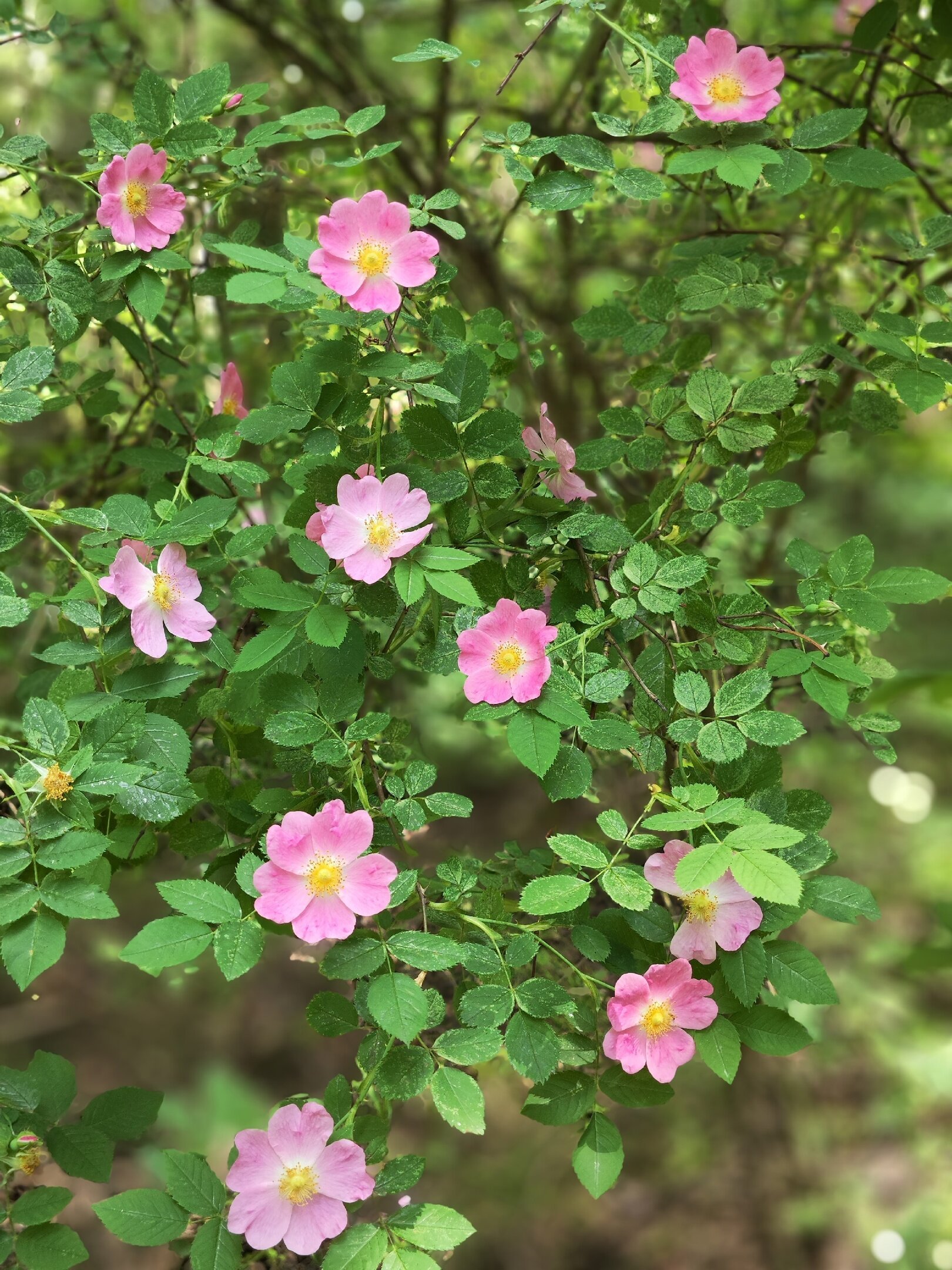 Фото Золотая осень