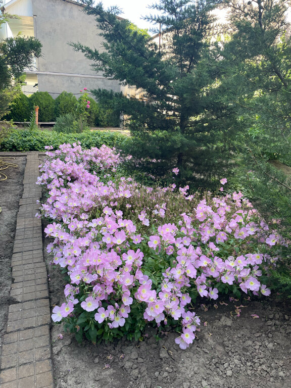 Фото Солнечная 7