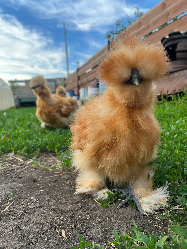 Фото Пара Альпак