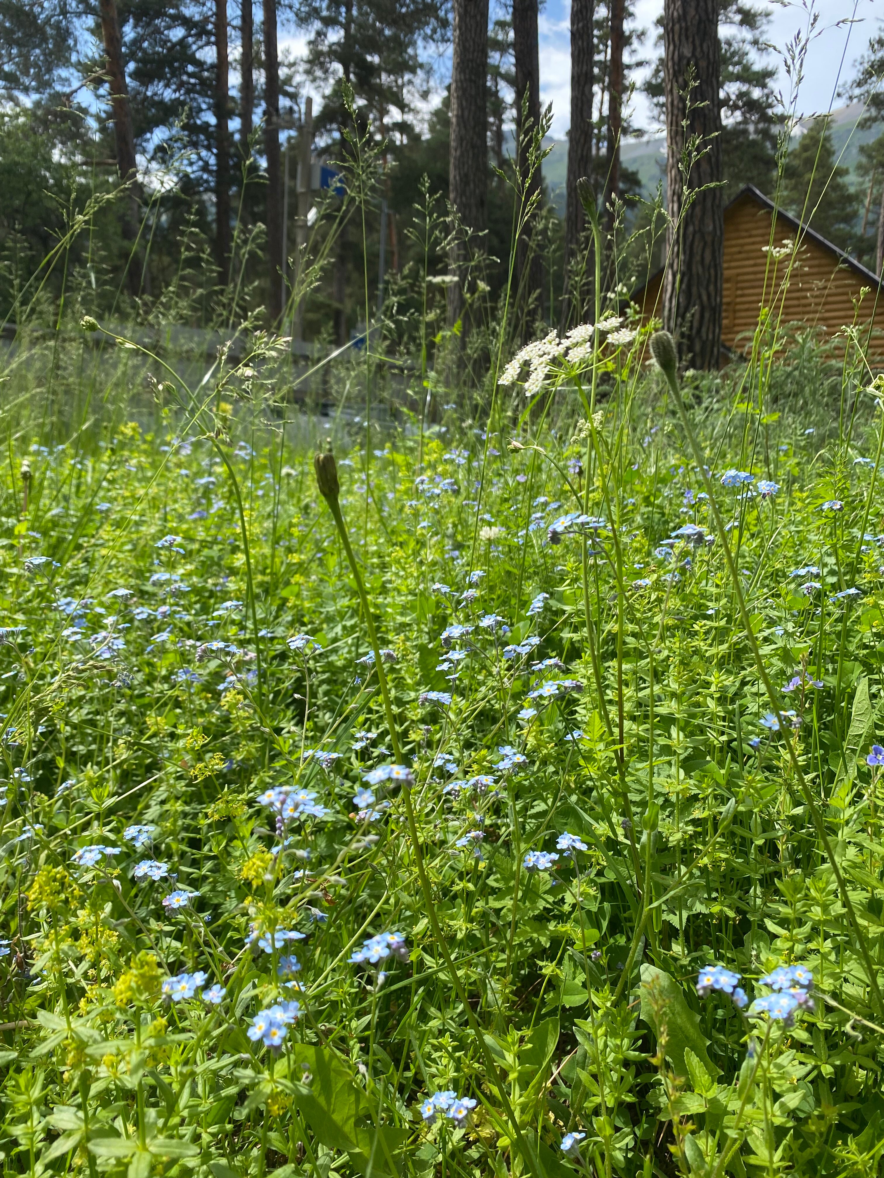 Фото Сосновый бор
