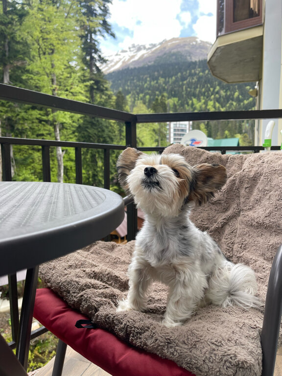 Фото Dombay flats