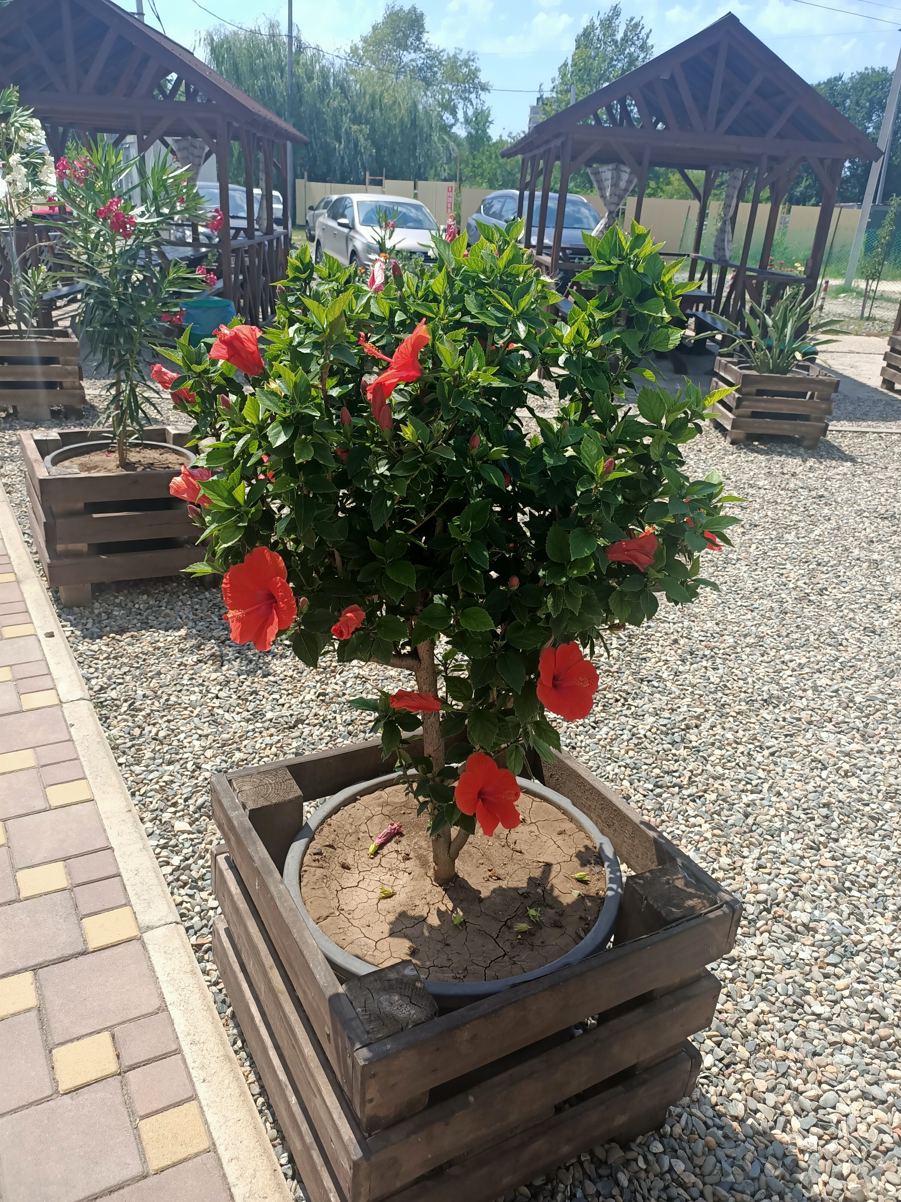 Фото Маэстро