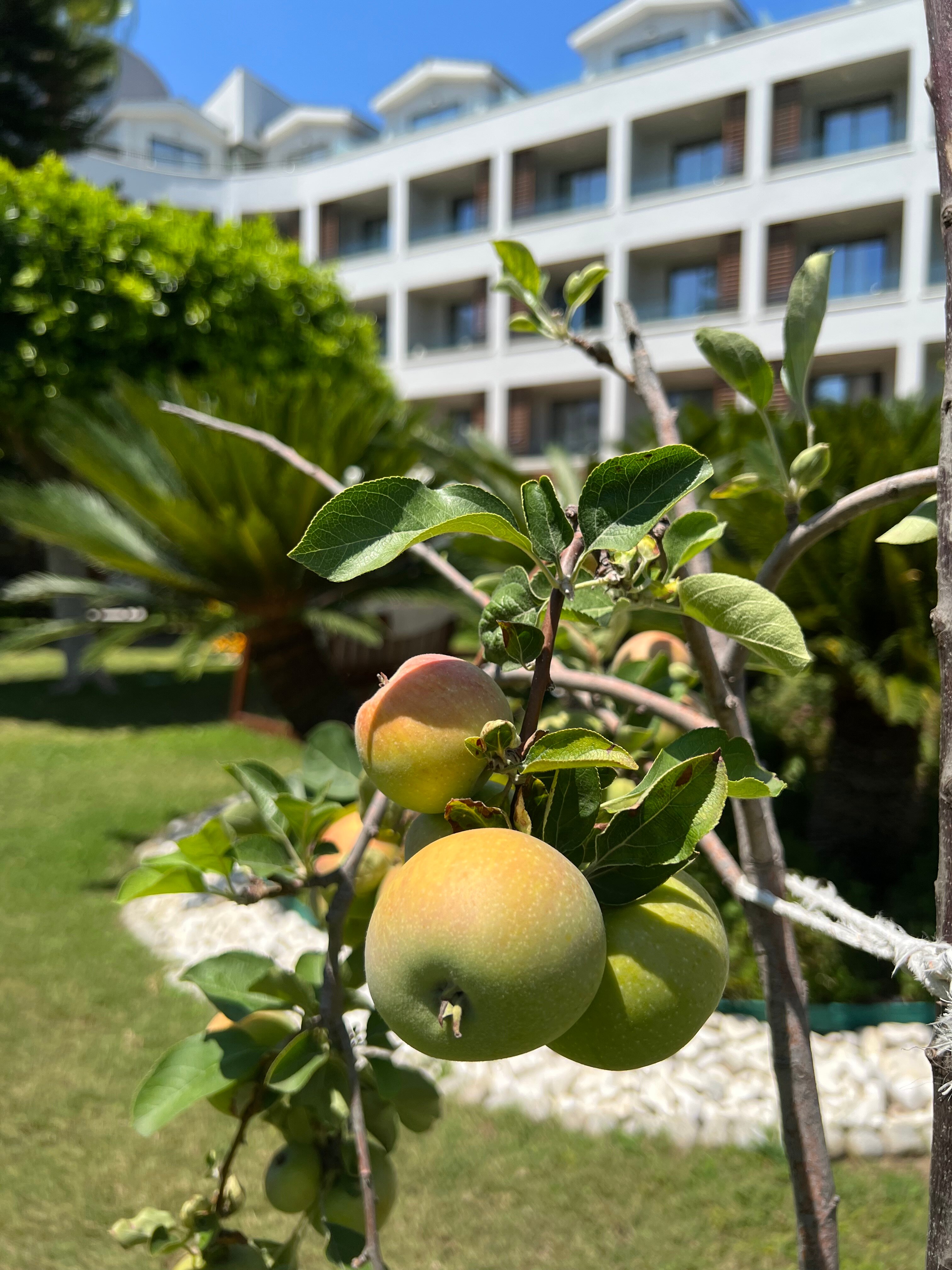 Фото Fame Residence Goynuk