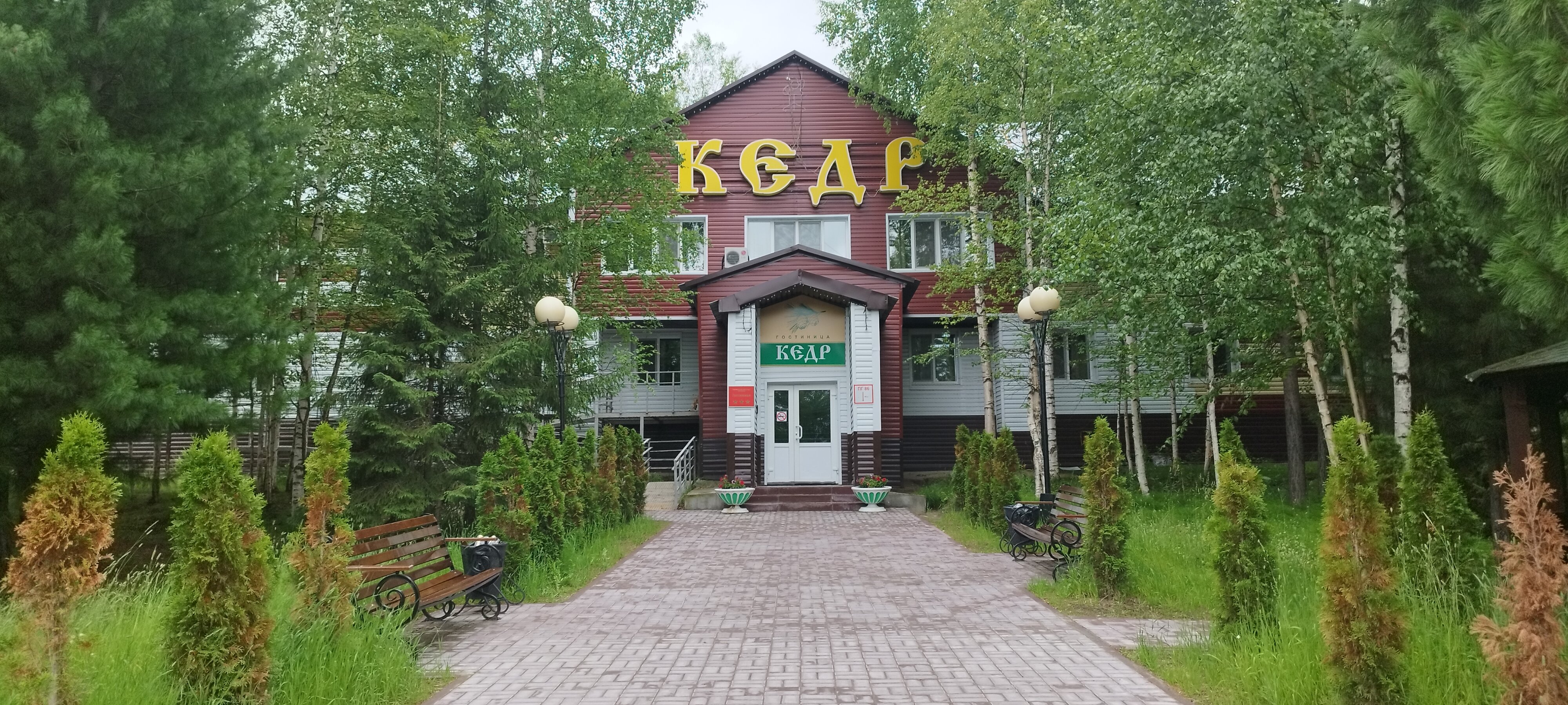 Фото Кедр