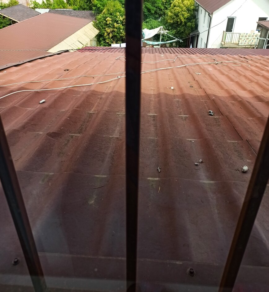 Фото Диоскурия