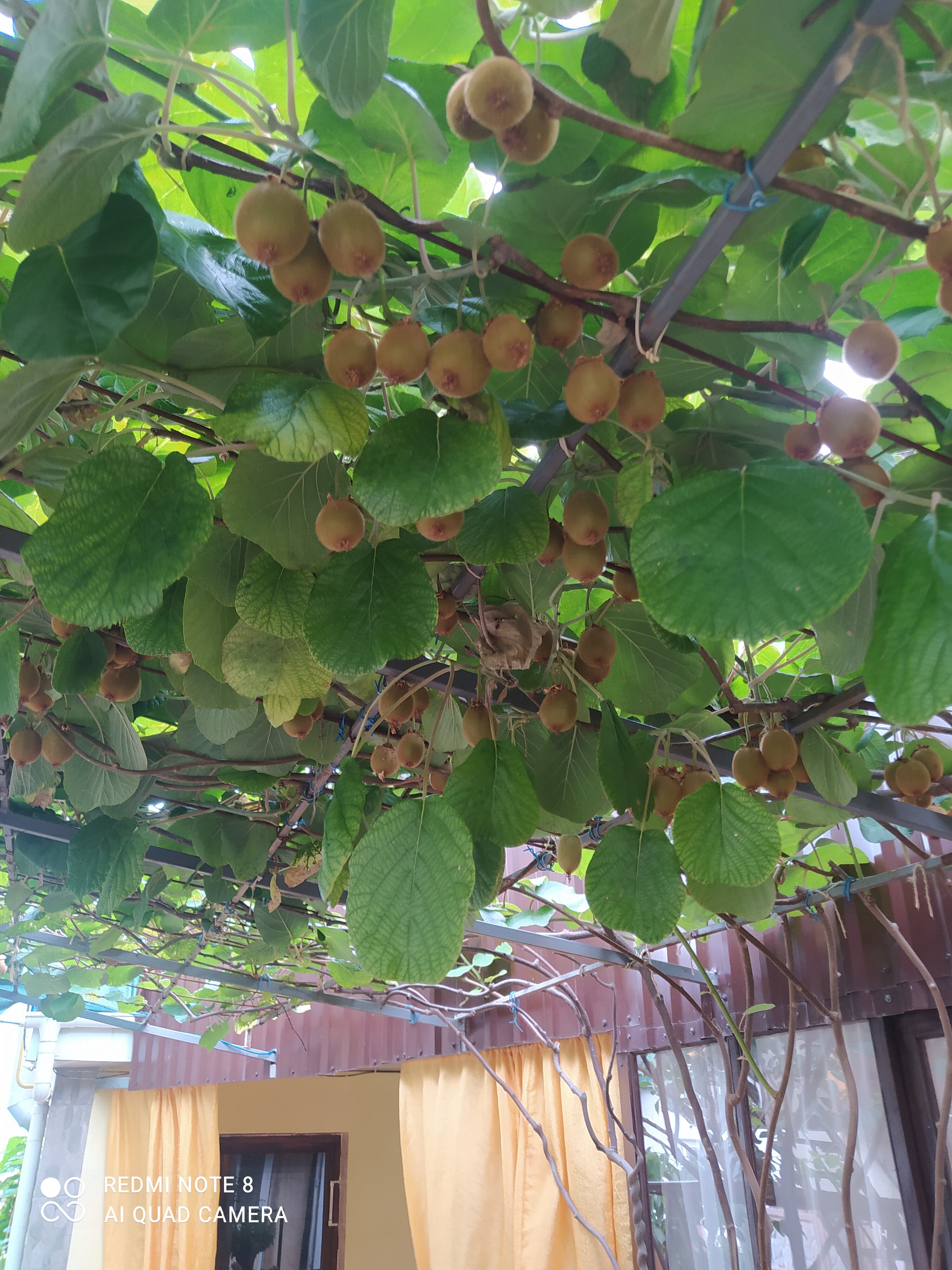 Фото У Петровича