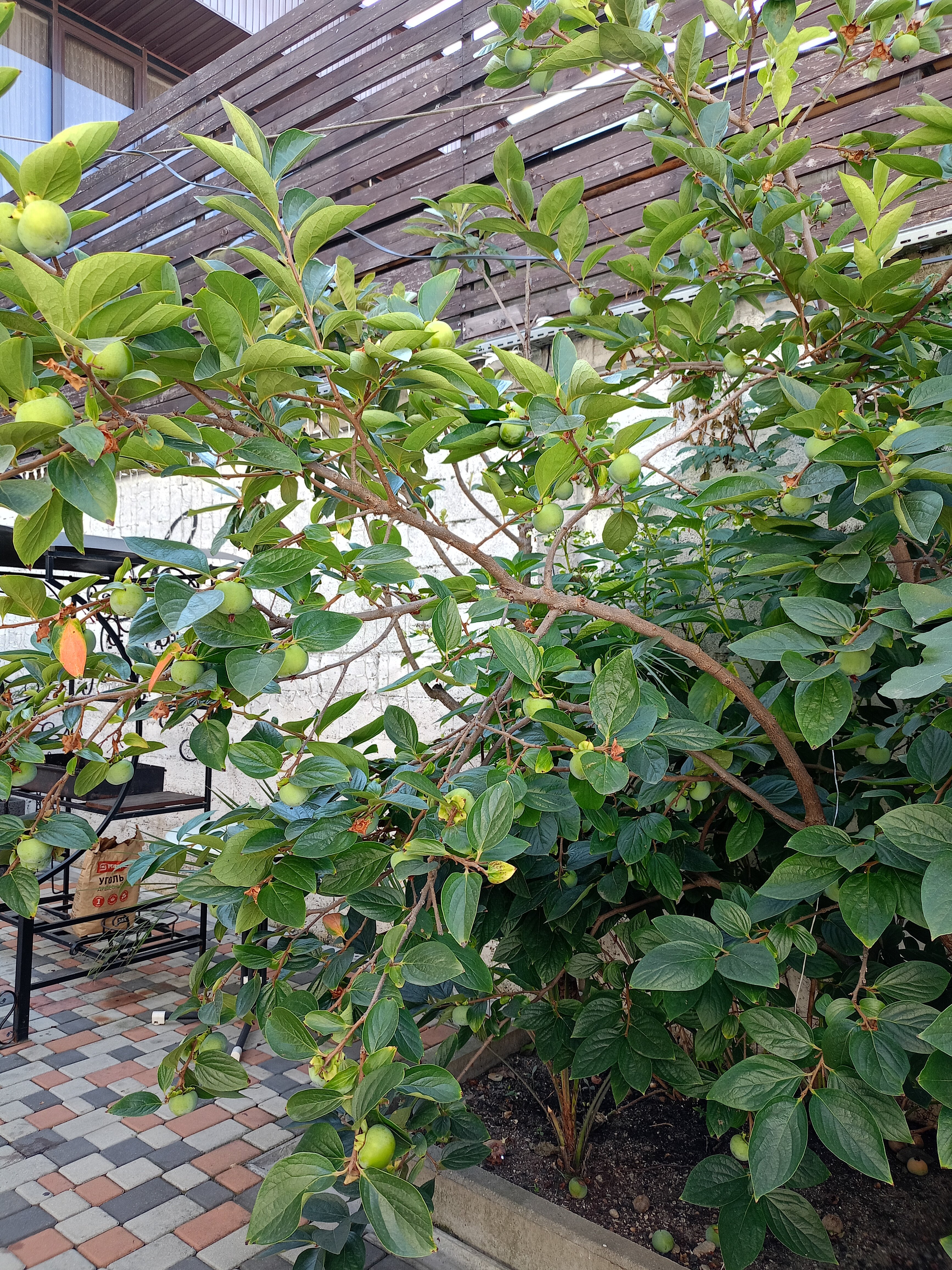 Фото Леонардо