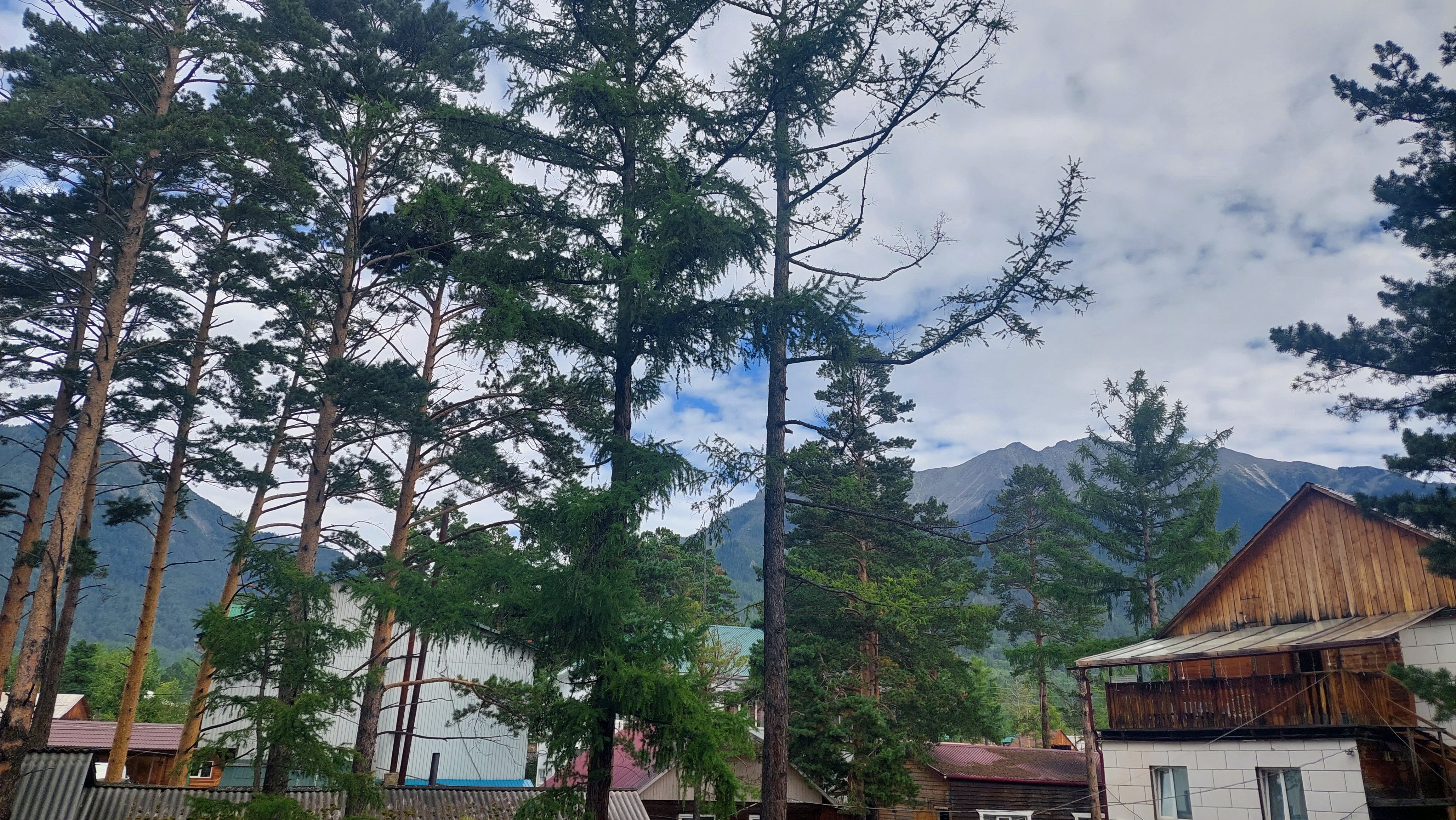 Фото Аршанский бор