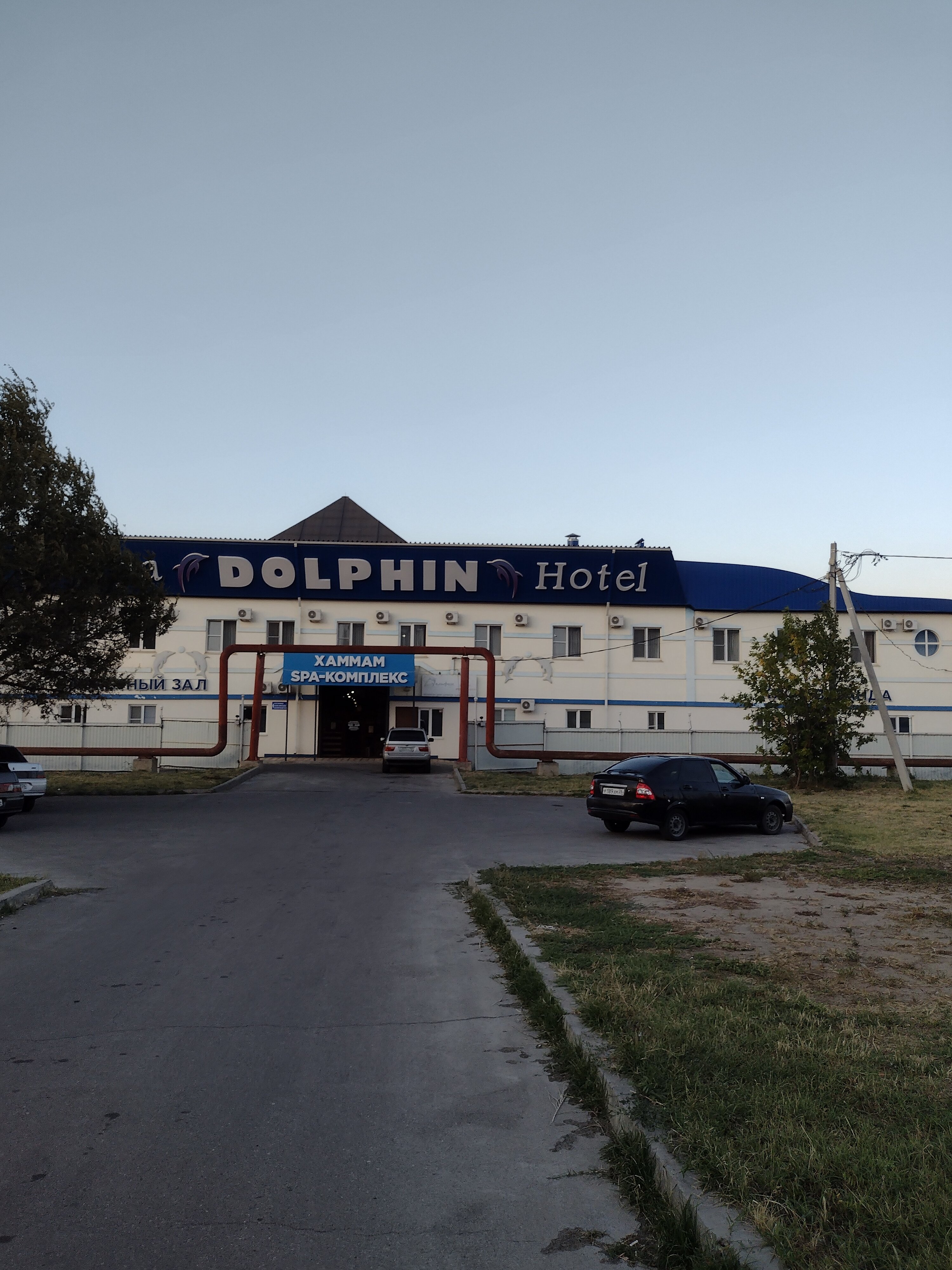 Фото Дельфин