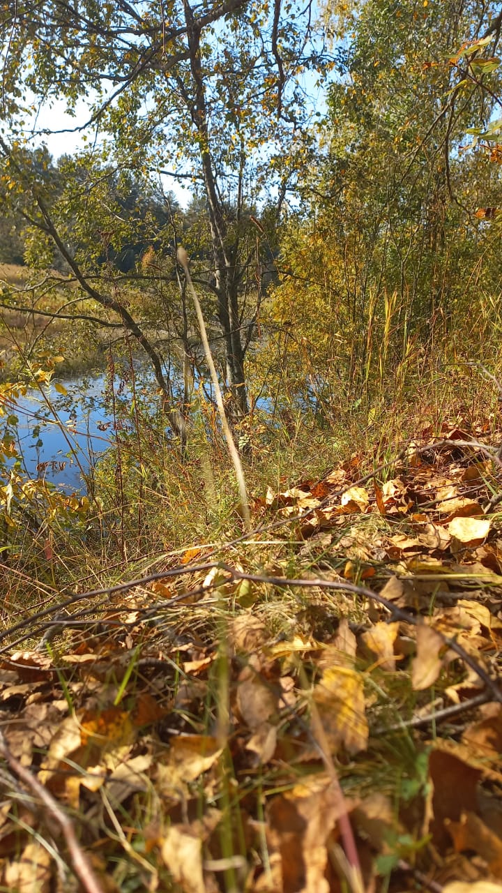 Фото Вьюлка