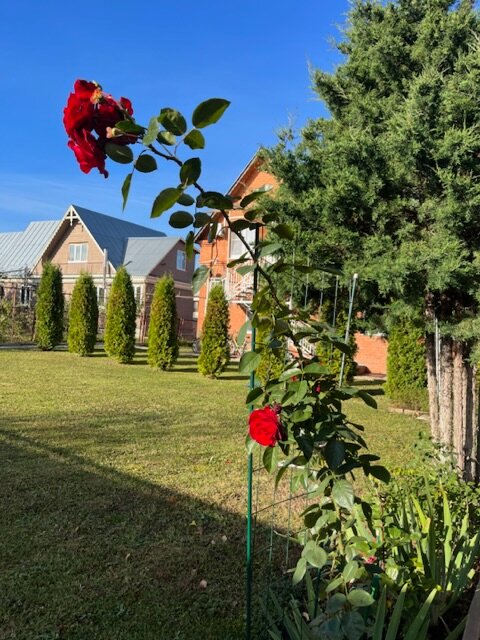 Фото Волшебный сад