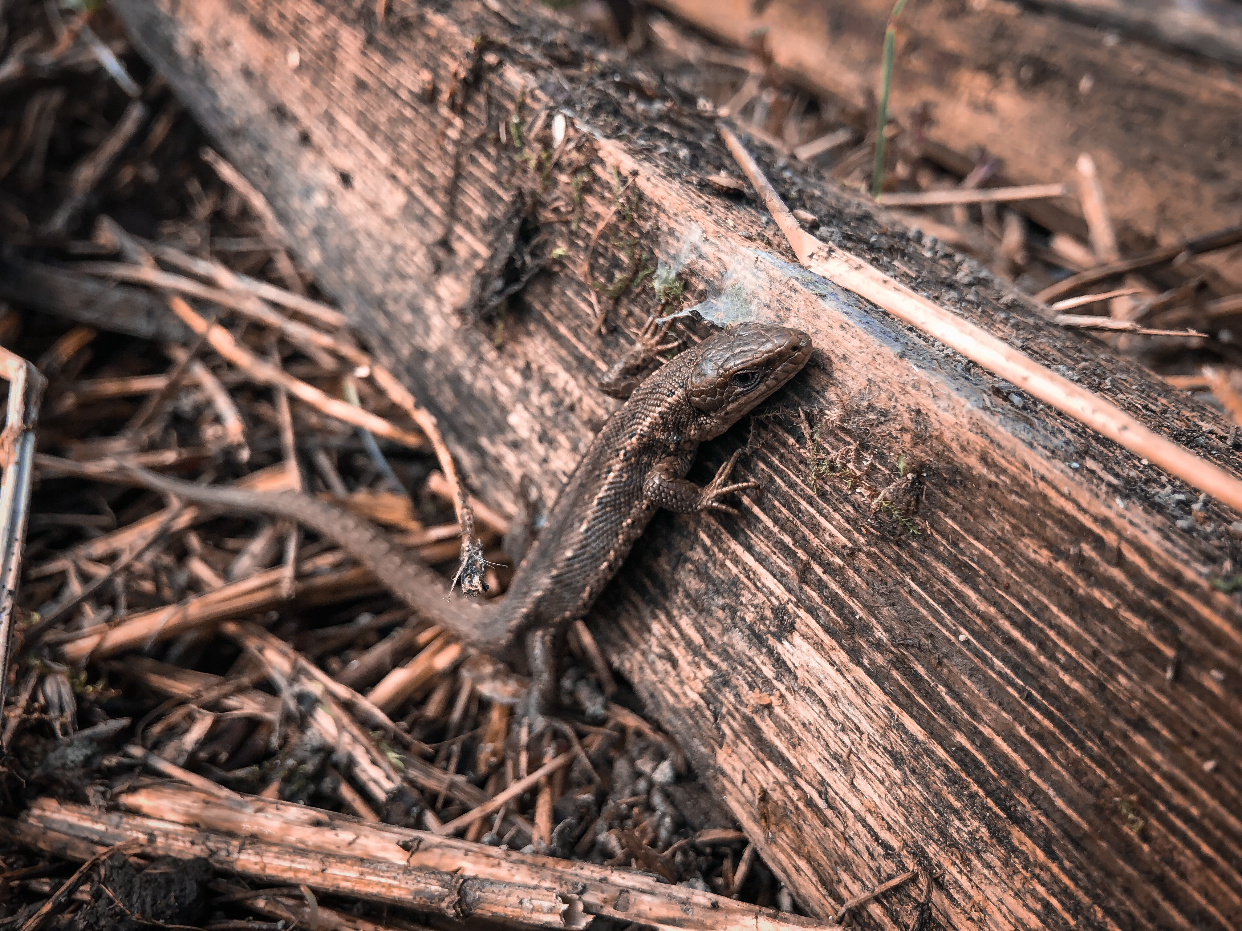 Фото Варёновка