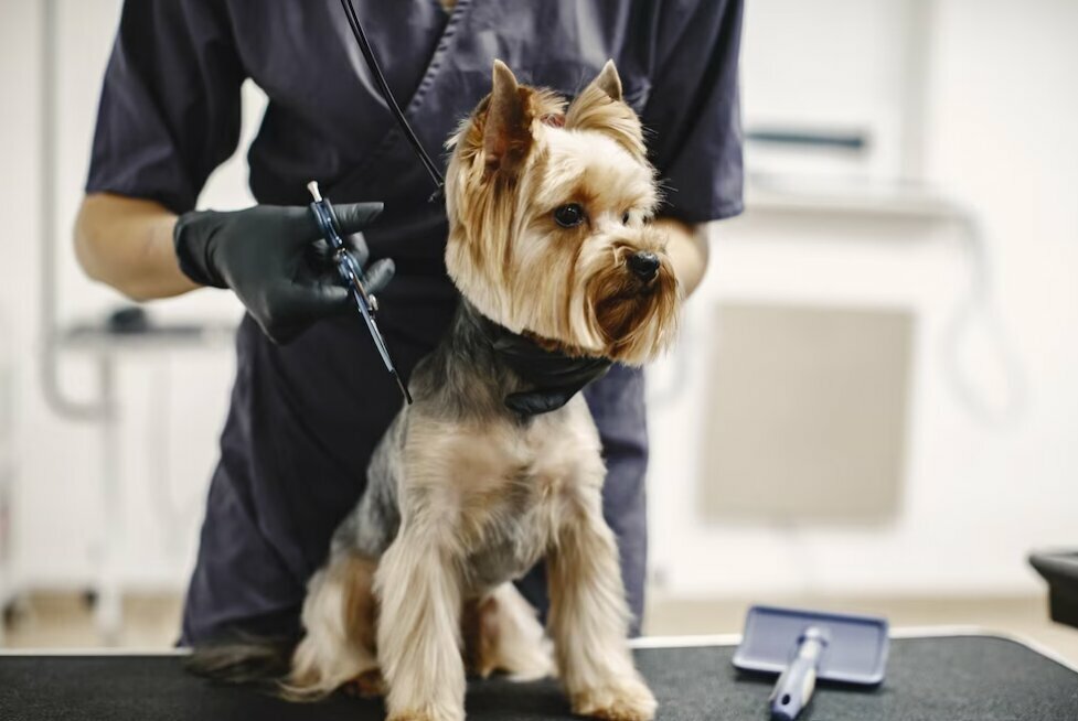Pet grooming image