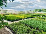EKO-Sad (khutor Vostochny, ulitsa Gorkogo, 43А), plant nursery