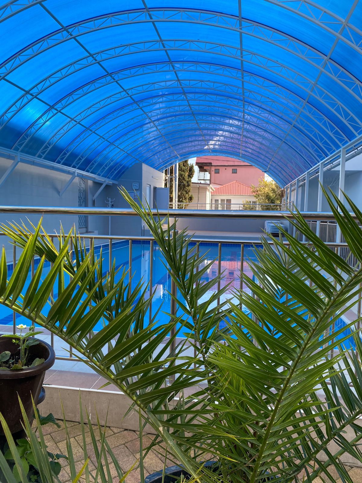 Фото Зелёный попугай