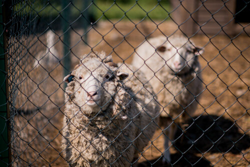 Фото Калина красная