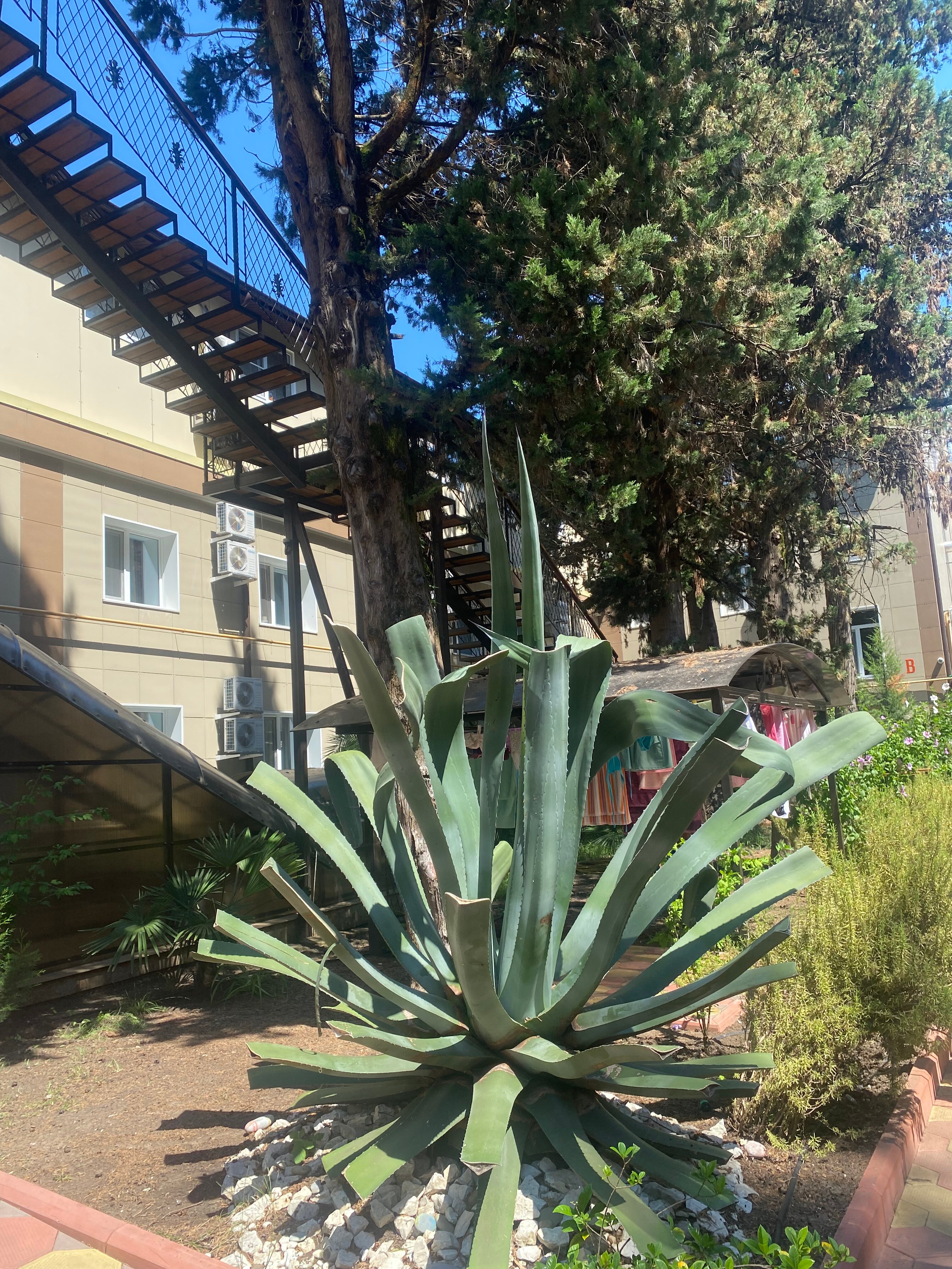 Фото Азалия