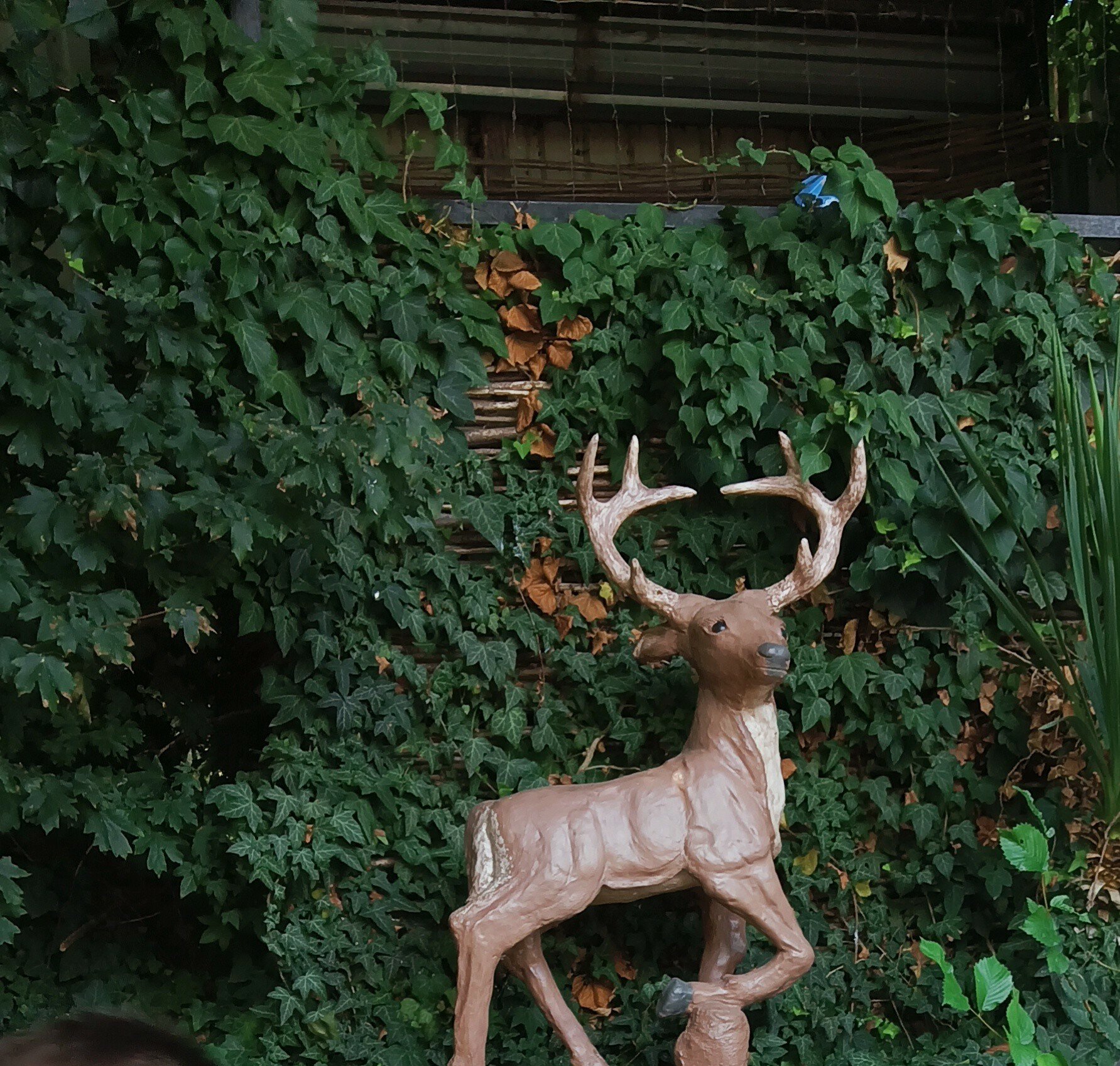 Фото Черноморская лоза