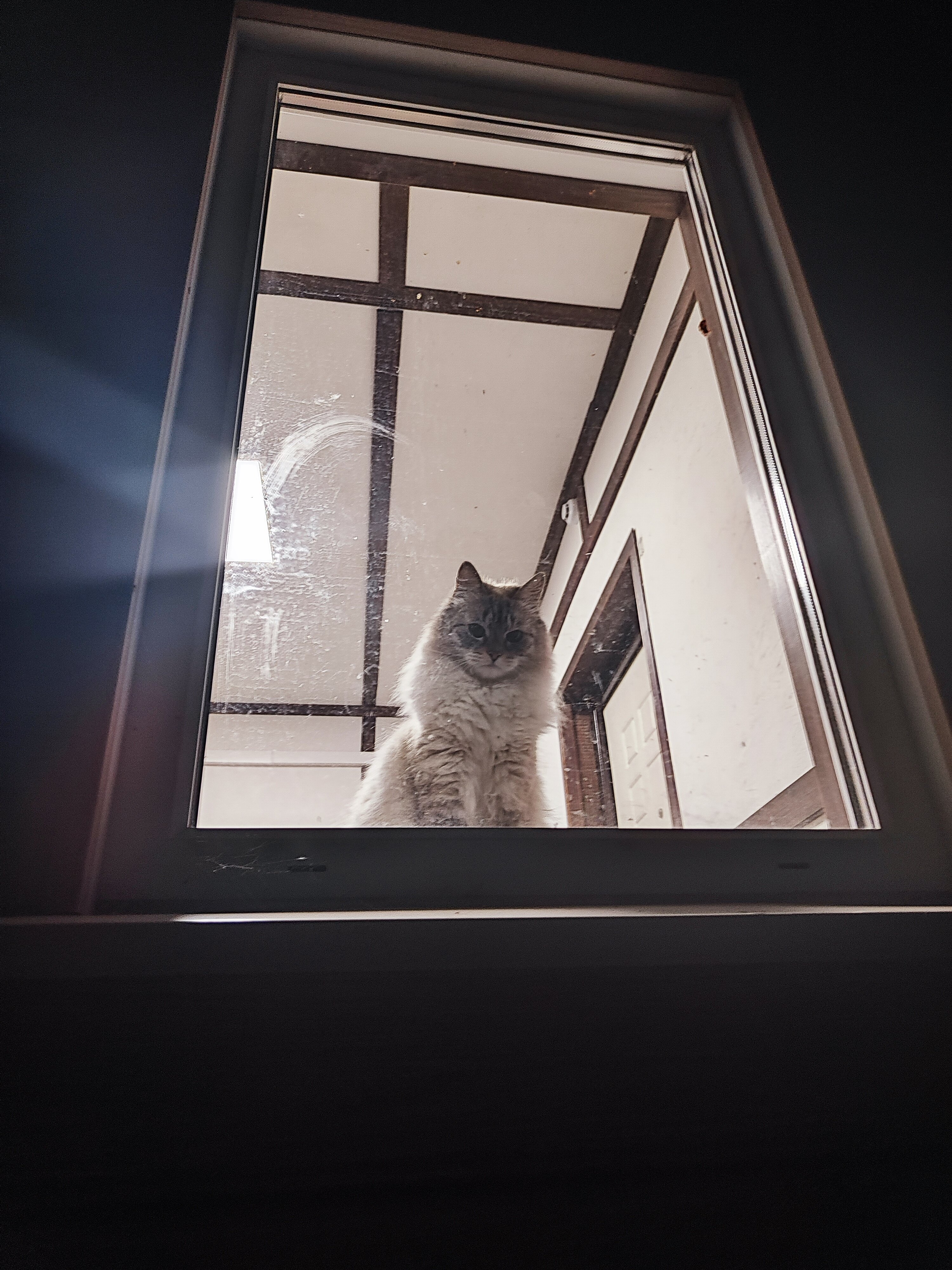 Фото Толстый кот