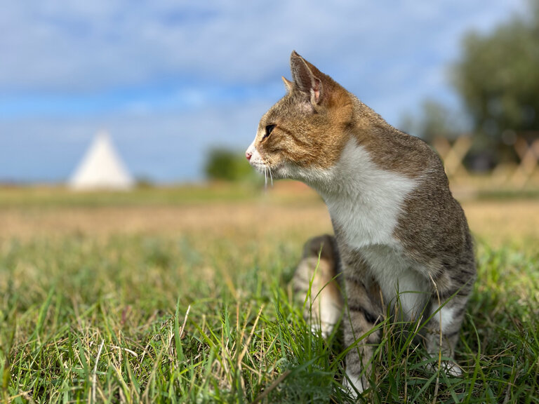 Фото Альфа Глэмпинг