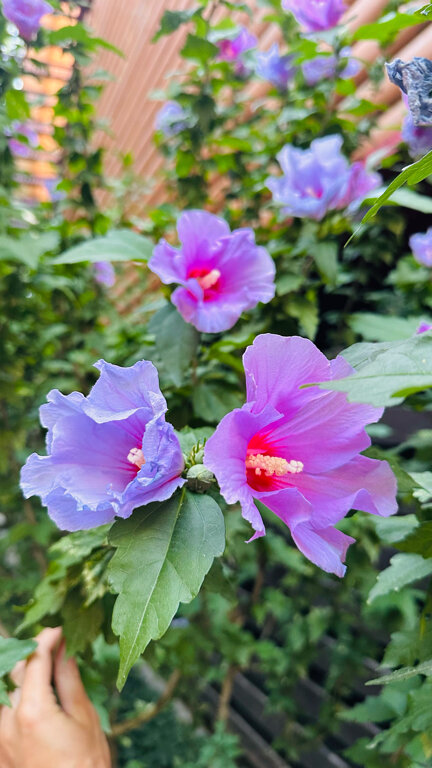 Фото Магнолия