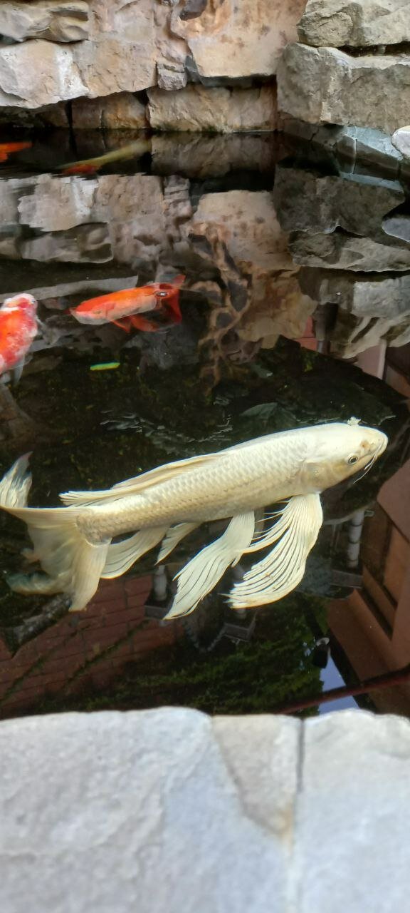 Фото Гелиос