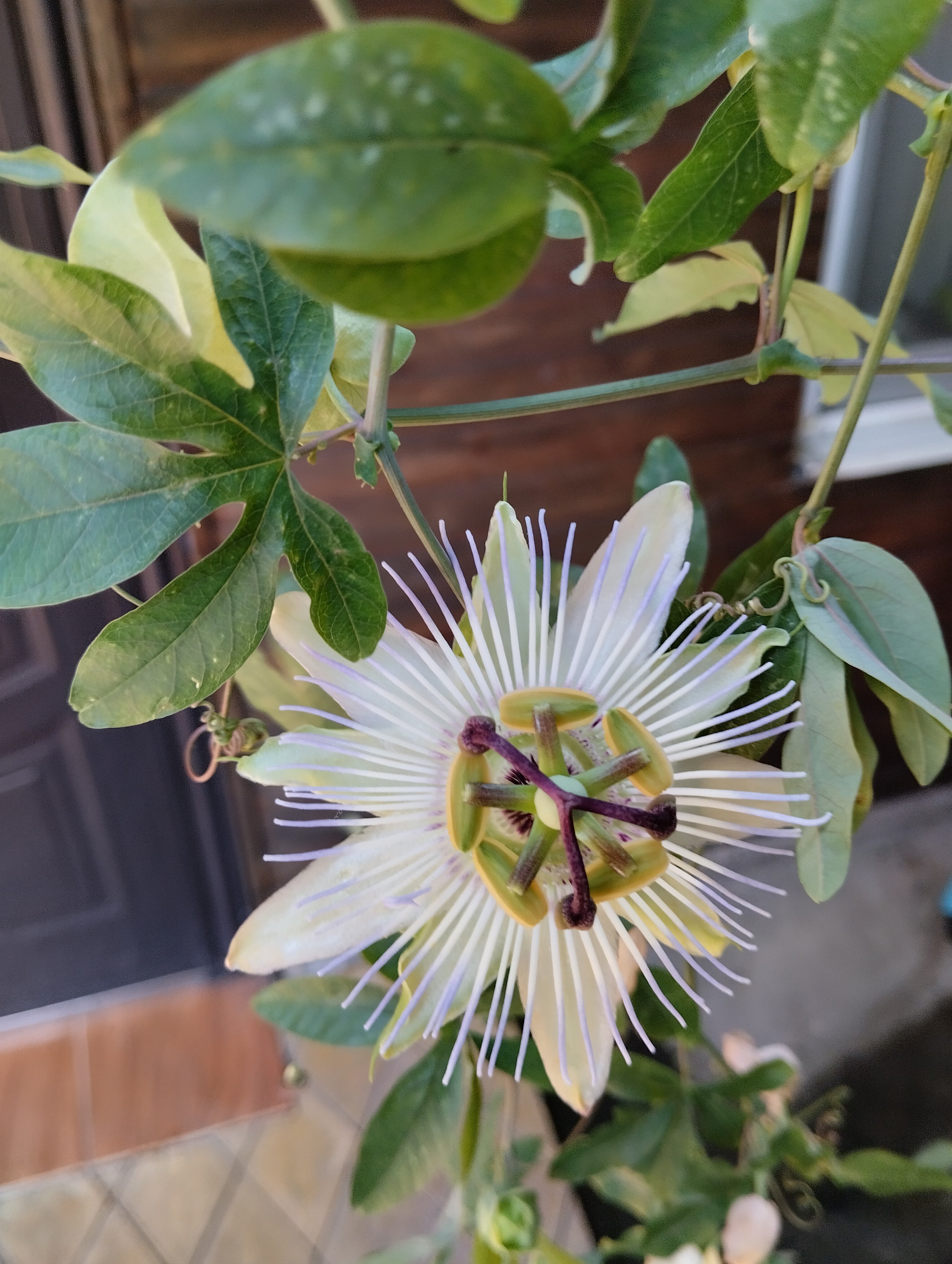 Фото Комплекс Коттеджи в Гагре