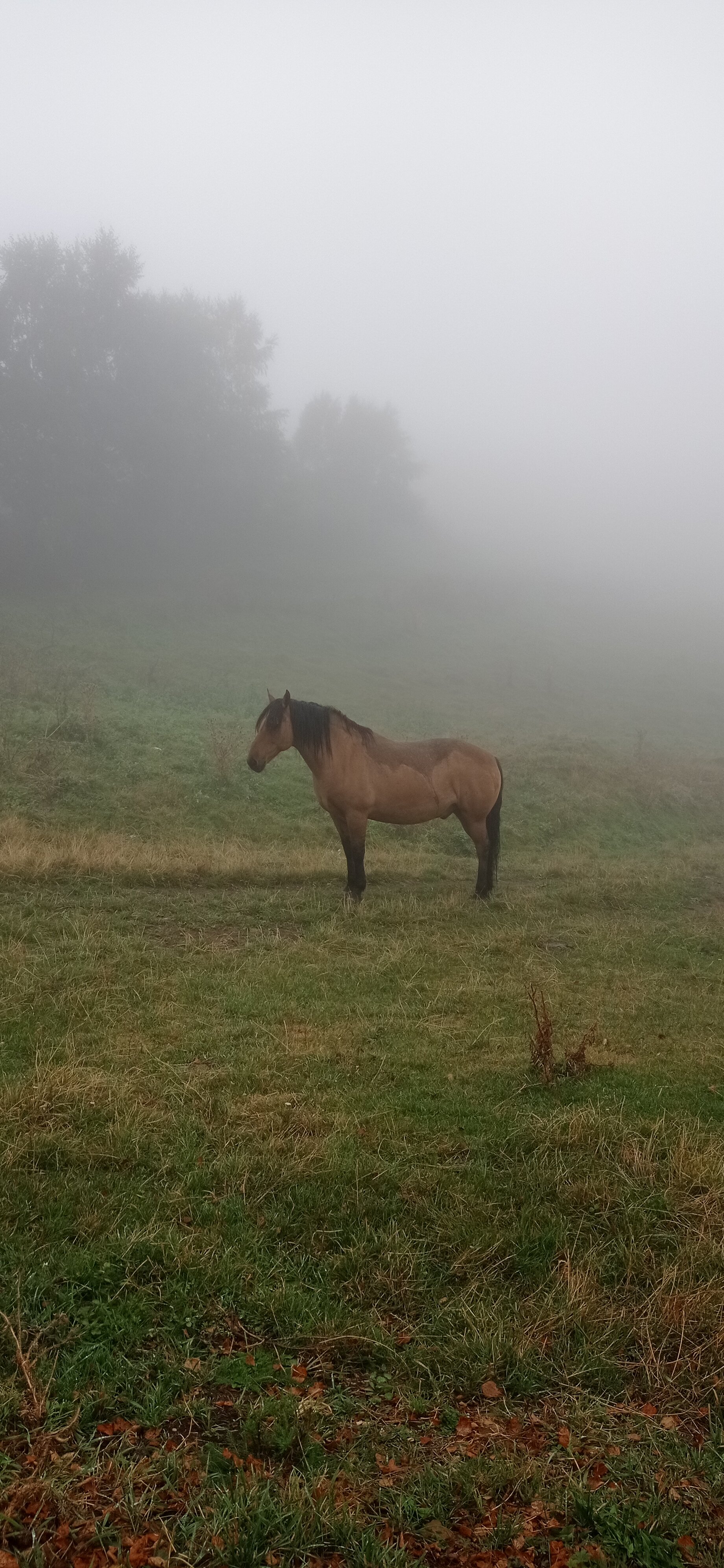 Фото Эко-ранчо Зов Предков