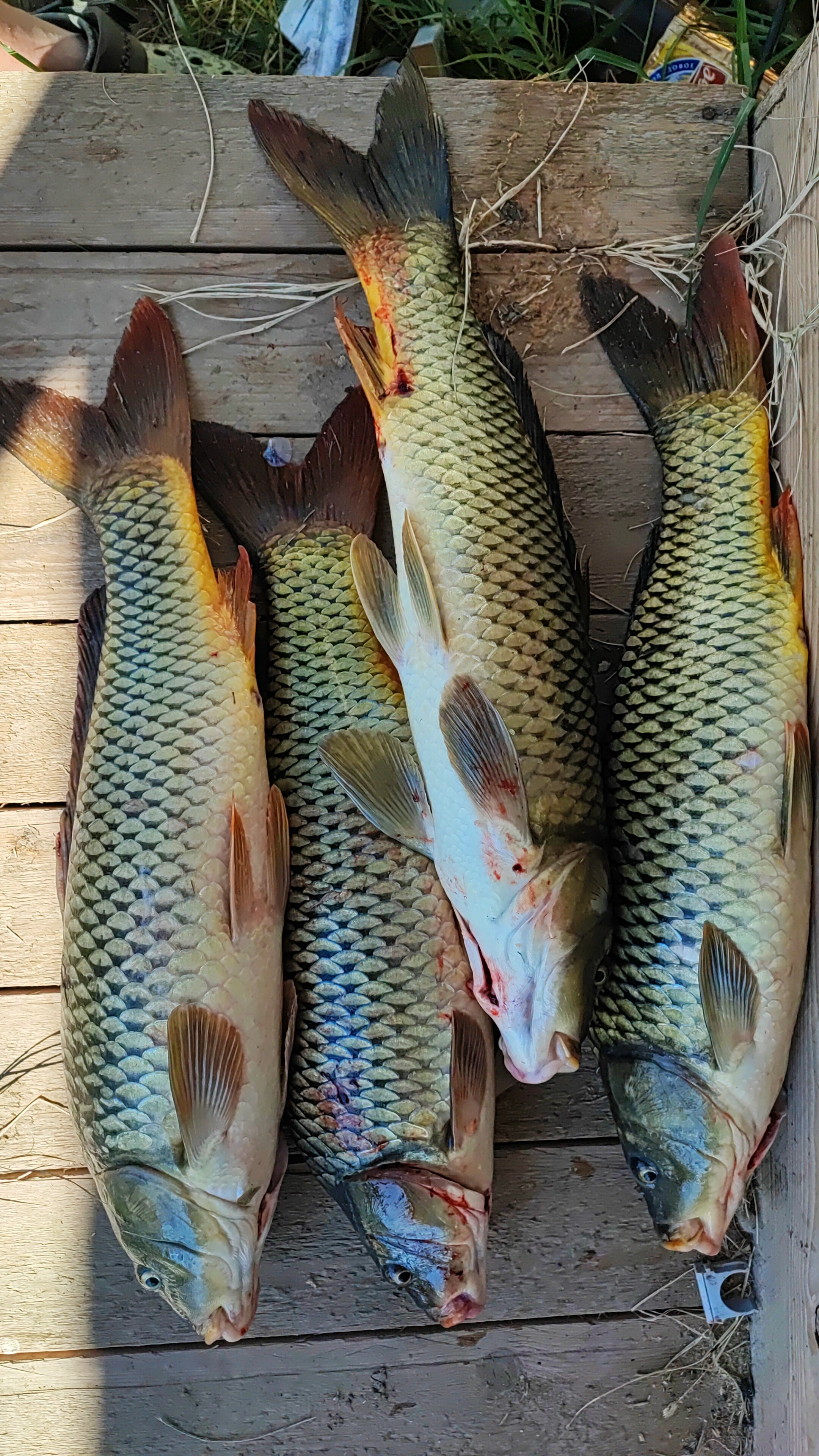 Фото У дяди Вади