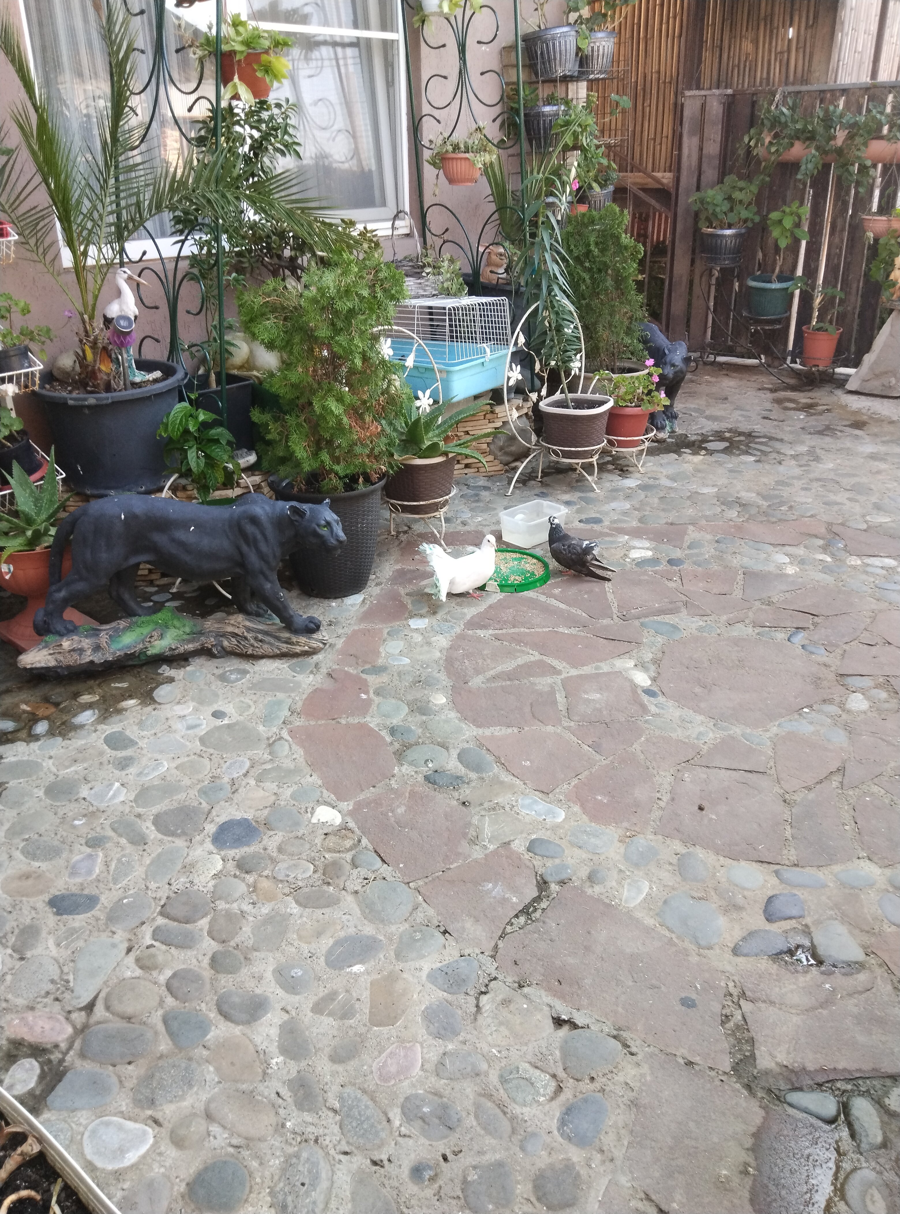 Фото Любовь и голуби