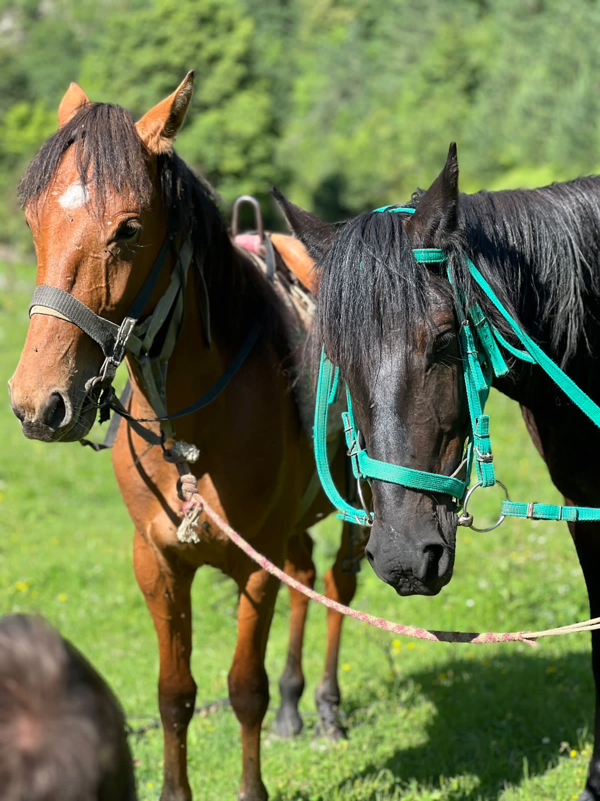 Фото Рагдан