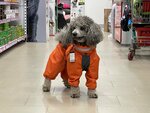Kosmozoo (Moskovskiy Avenue, 46) ، متجر للحيوانات الأليفة