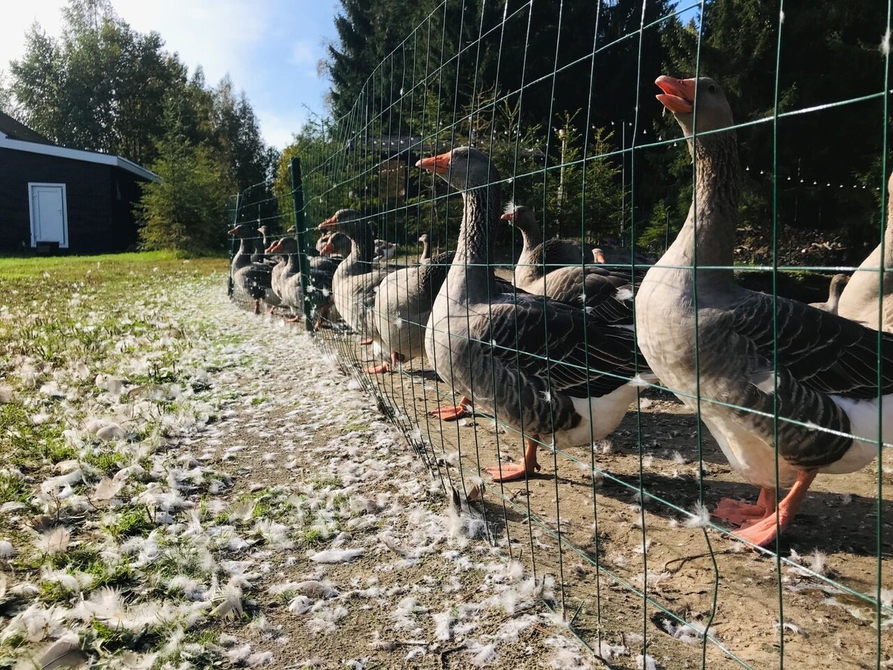 Фото Гусихаус