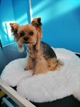 Шико (Yuzhnaya ulitsa, 2В), pet salon