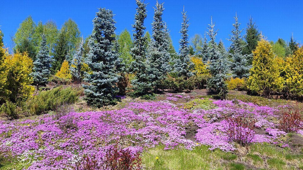 Park Дендрарий Цветущая долина, Altai Krai, photo