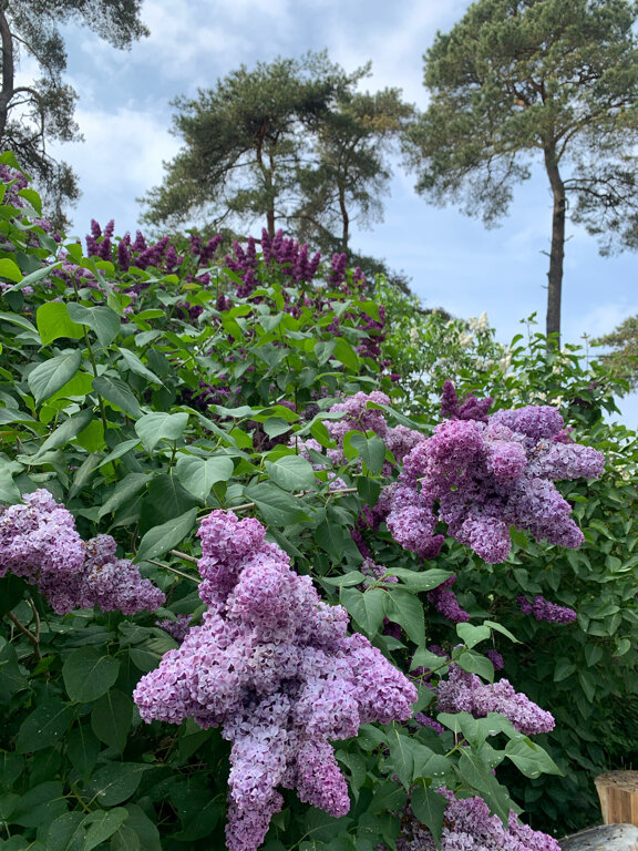 Фото Понарт