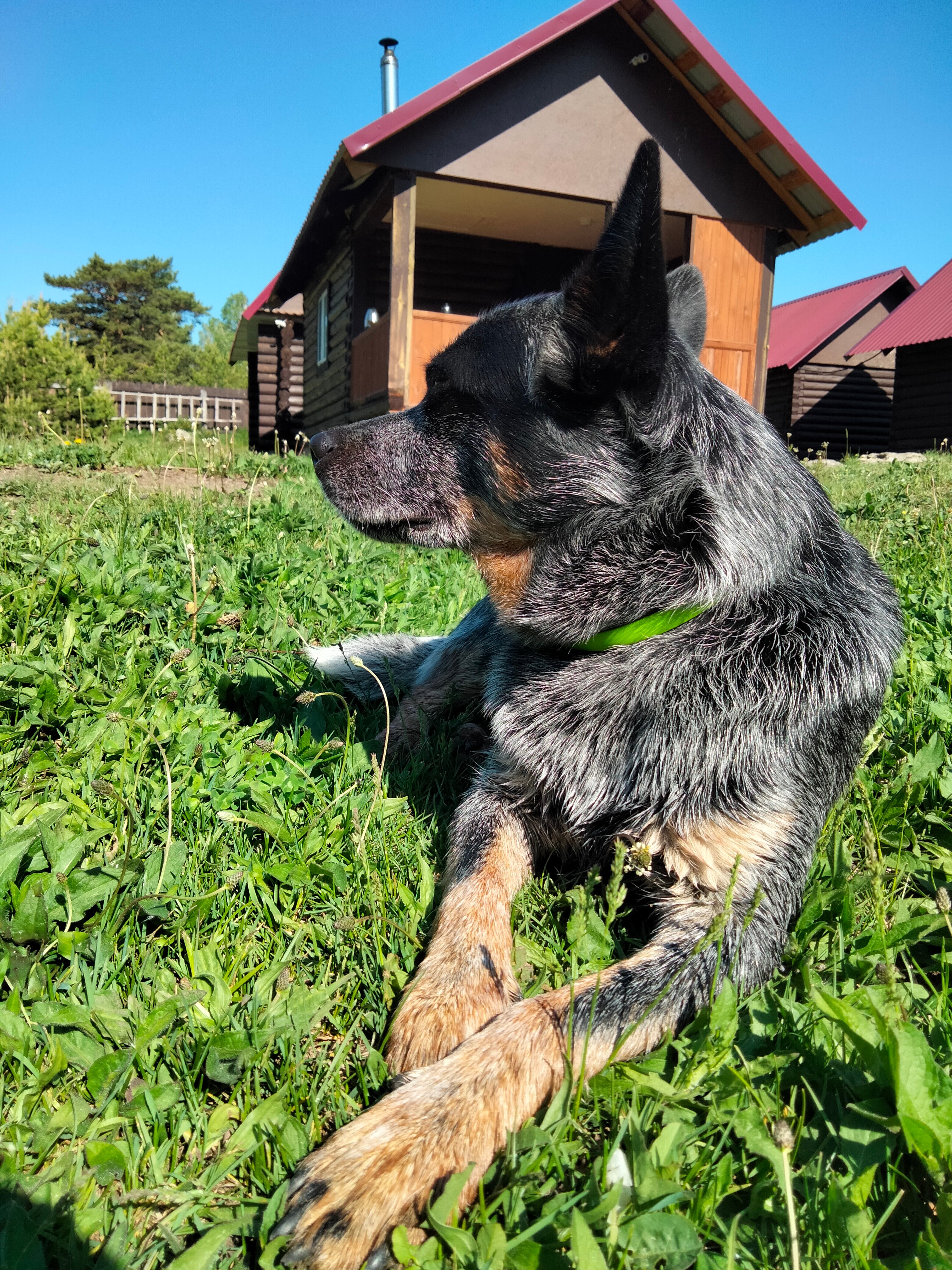 Фото Медная Сова