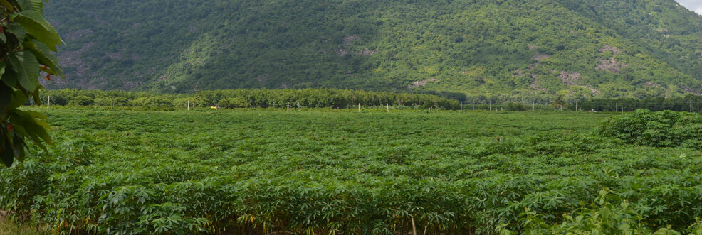 Agricultural enterprise Pure Life Organic Foods, Dubai, photo