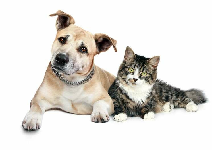 Veterinary clinic Pet Point Veterinary Clinic, Dubai, photo