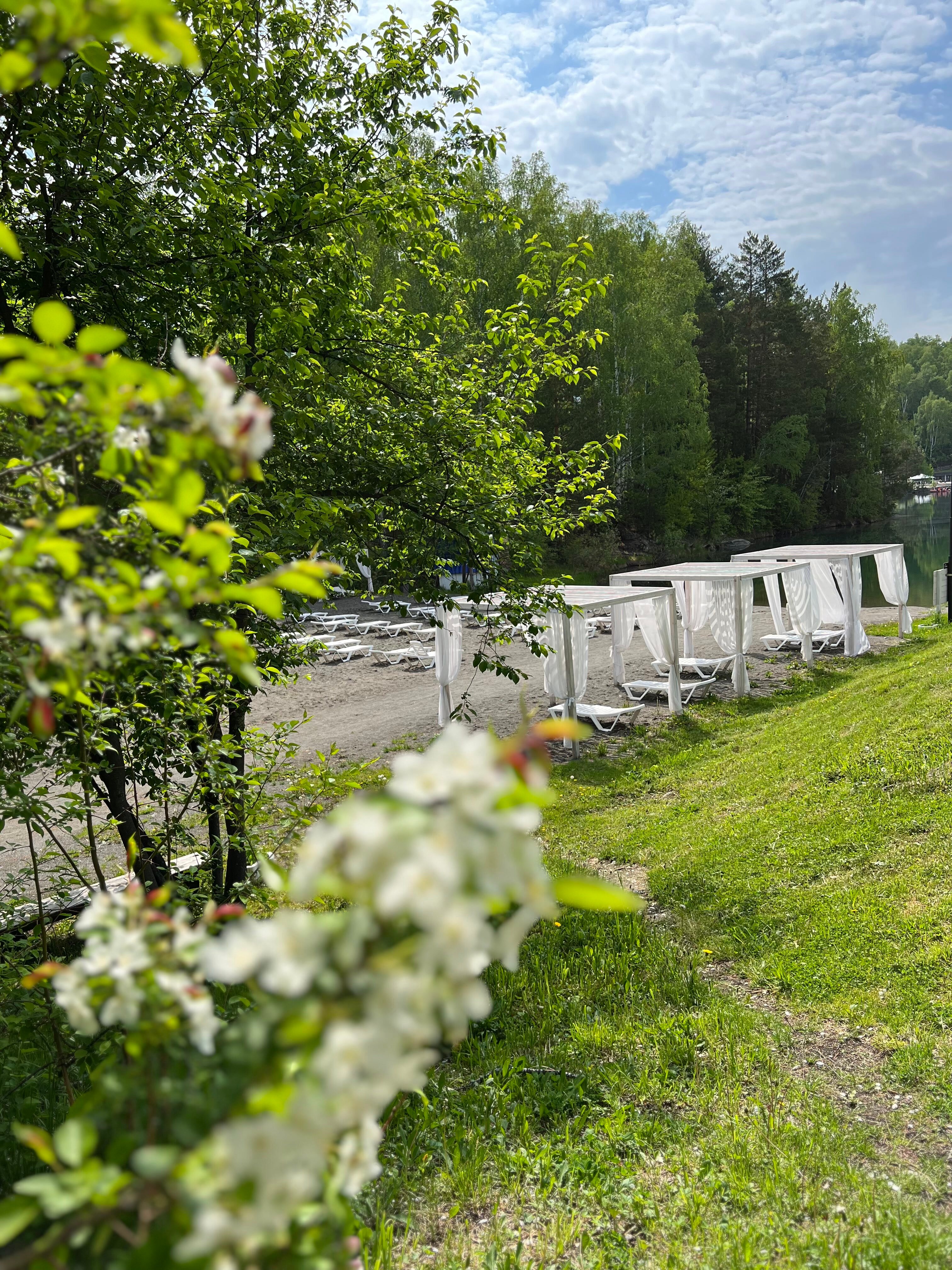 Фото Берёзка