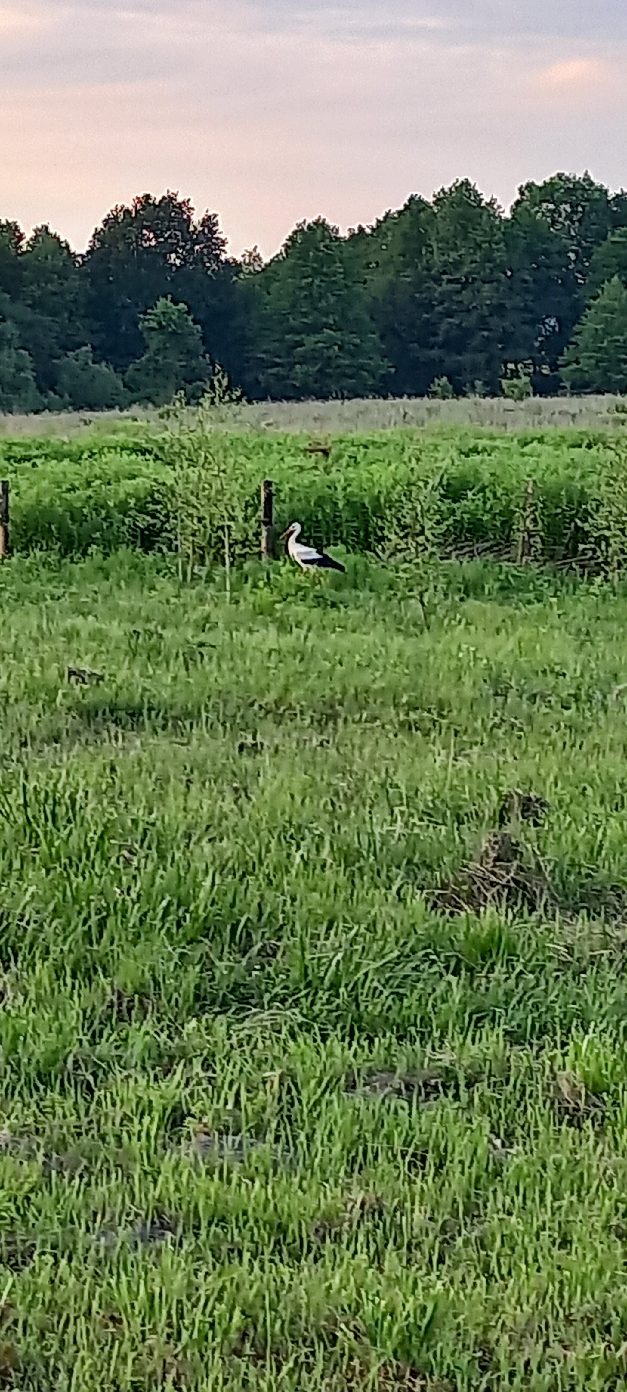 Фото Проломовка