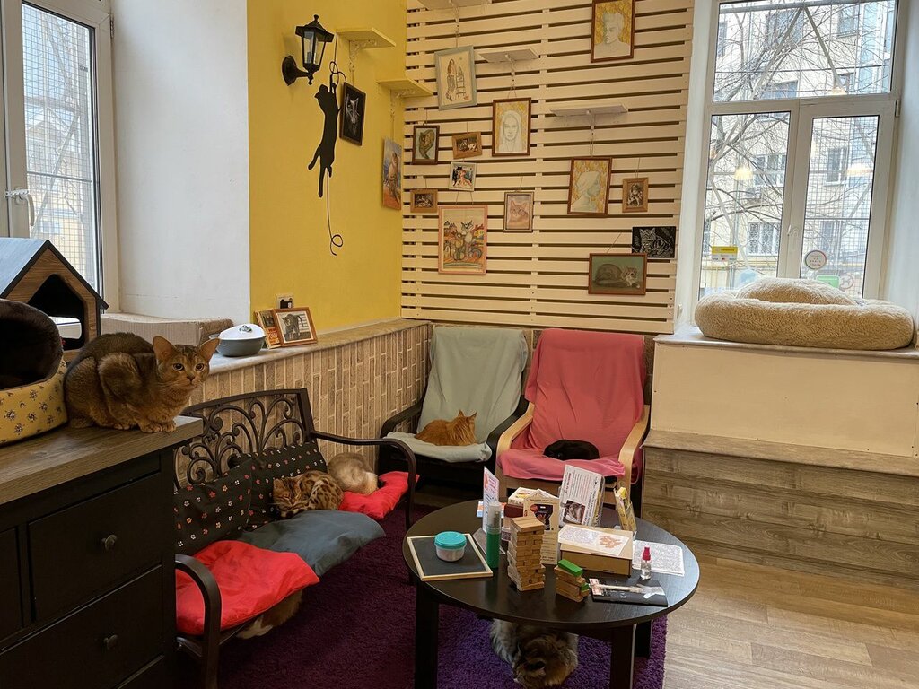 Котокафе ул ленина 16 лобня фото Панорама: Котокафе Котофейня, антикафе, ул. Маросейка, 10/1с1, Москва - Яндекс К