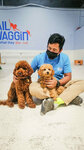 Tail Waggin (79, First Al Khail Street, Al Quoz Industrial 1, Al Quoz Industrial, Hadaeq Mohammed Bin Rashid, Dubai), pet salon