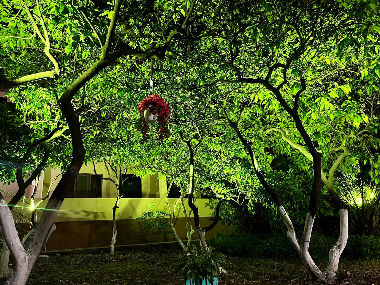 Фото Калипсо