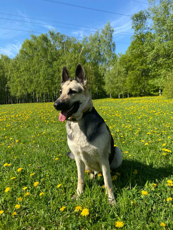 Vivero de animales Pitomnik vostochno-yevropeyskikh ovcharok Veolar, , foto
