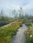 Alleya roz (selo Mikhaylovka, ulitsa Stroyuchastok, 30), centro de jardinería
