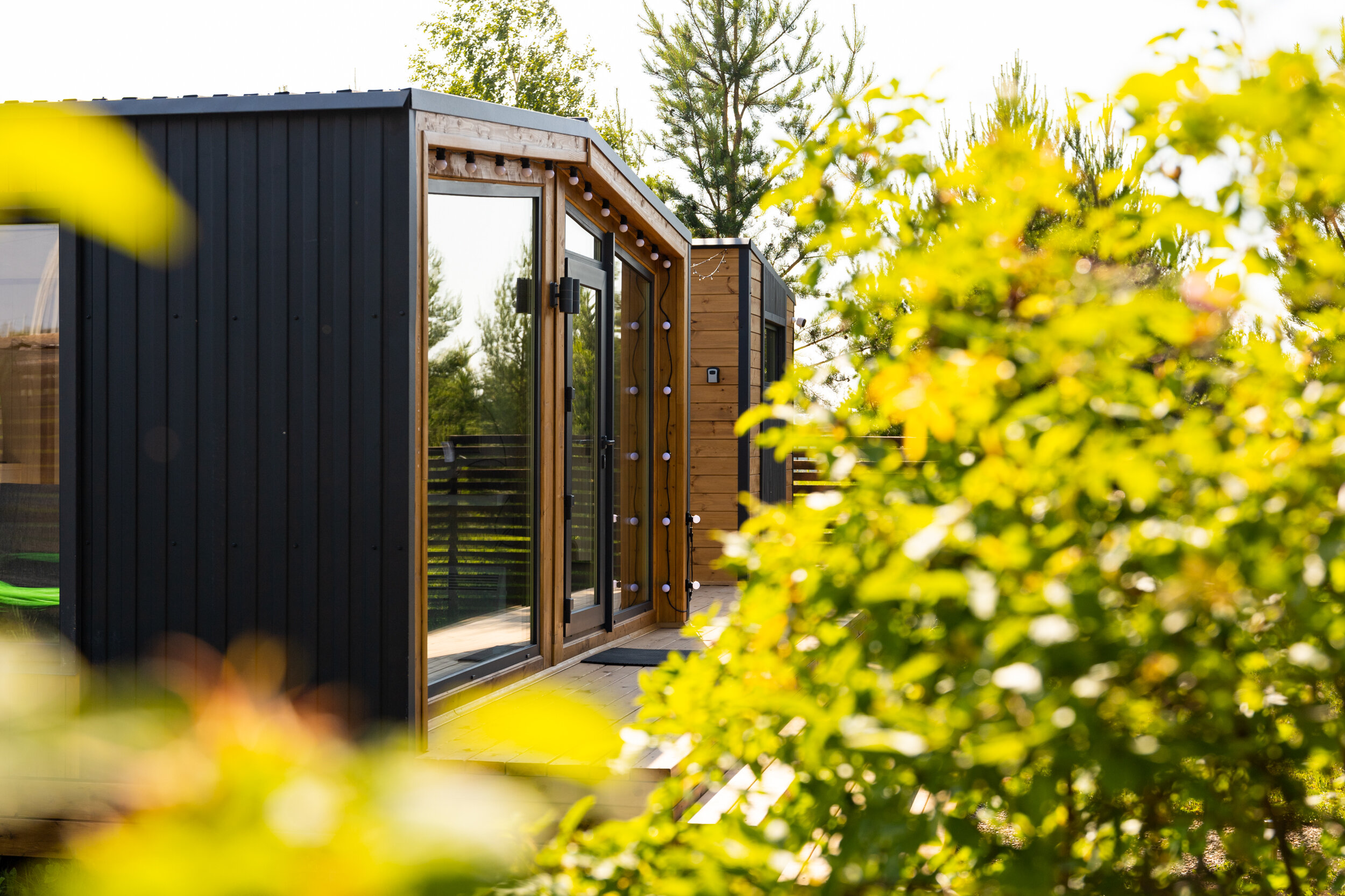 Фото На опушке