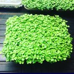 Micro. Lifted (ulitsa Kalinina, 38), agricultural enterprise