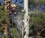 Arborist Kz (Sergeı Lýganskıı kóshesi, 139), urban improvement