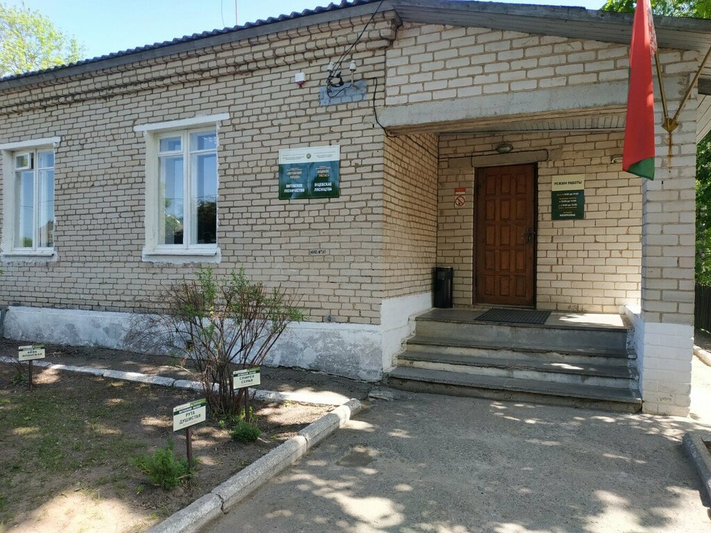 الغابات Vitebskoye Lesnichestvo GLKhU Vitebsky leskhoz ، ، صورة